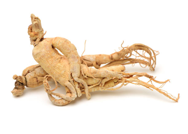 Korean Panax Ginseng