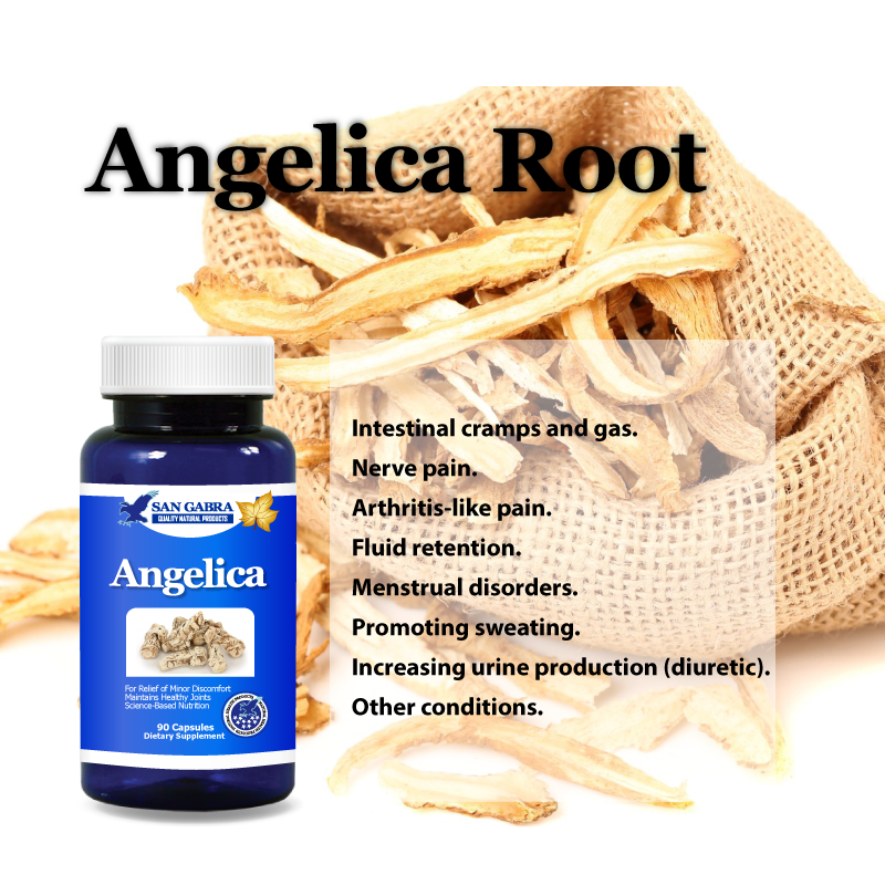 Angelica Root